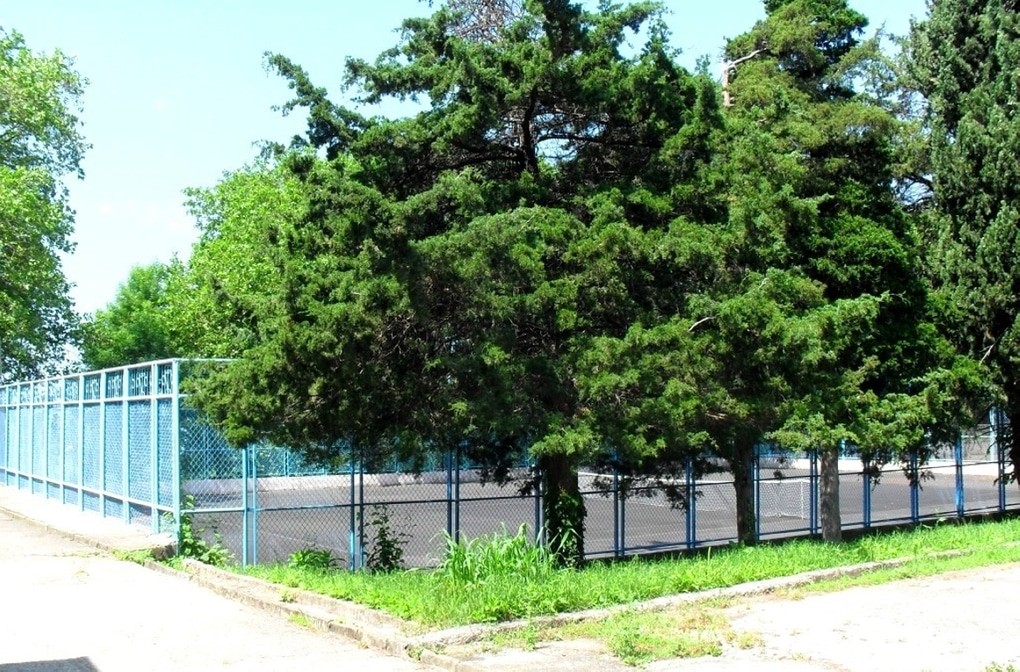 Аврора