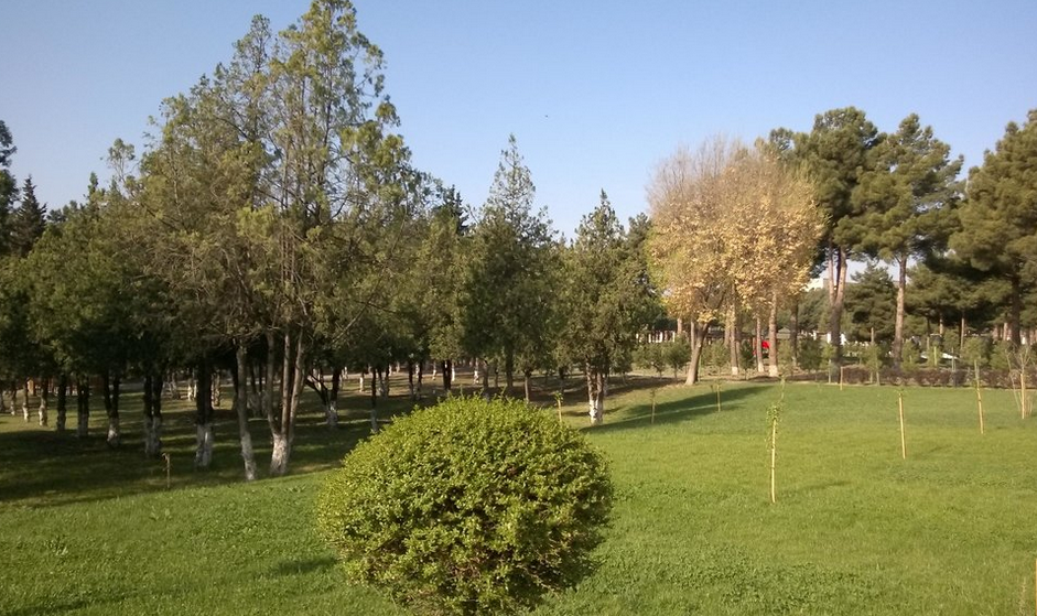 Chinar 5*