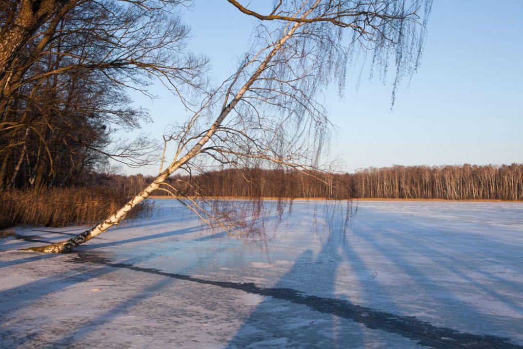Берестье
