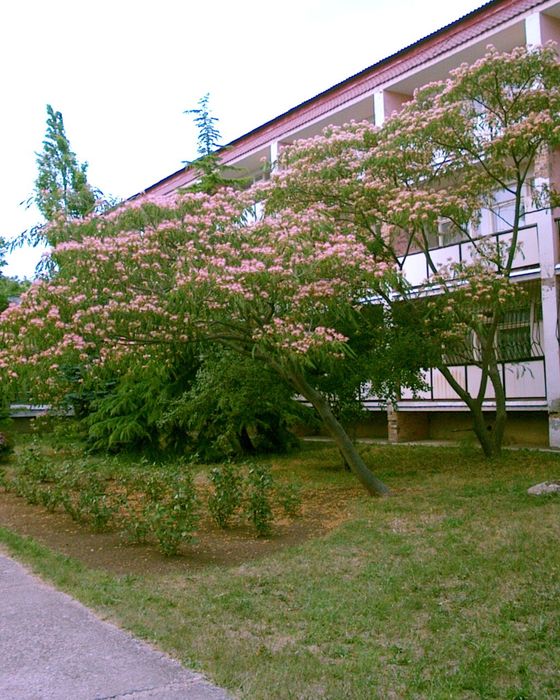 Северный
