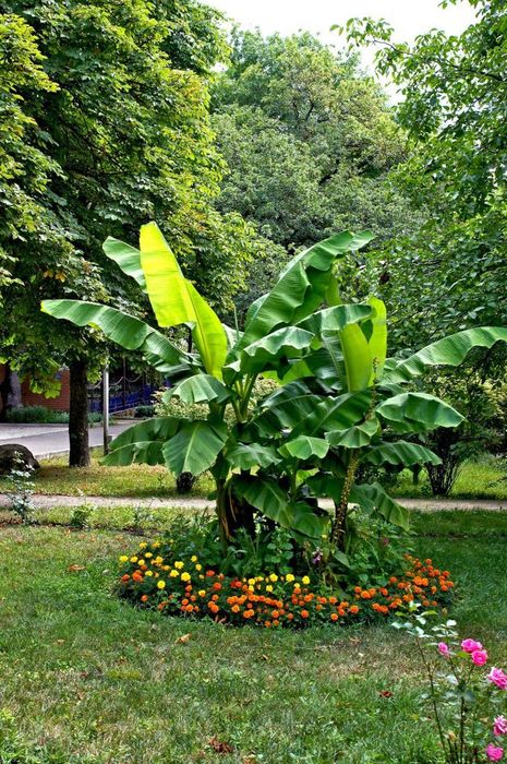 Лесной (КМВ)
